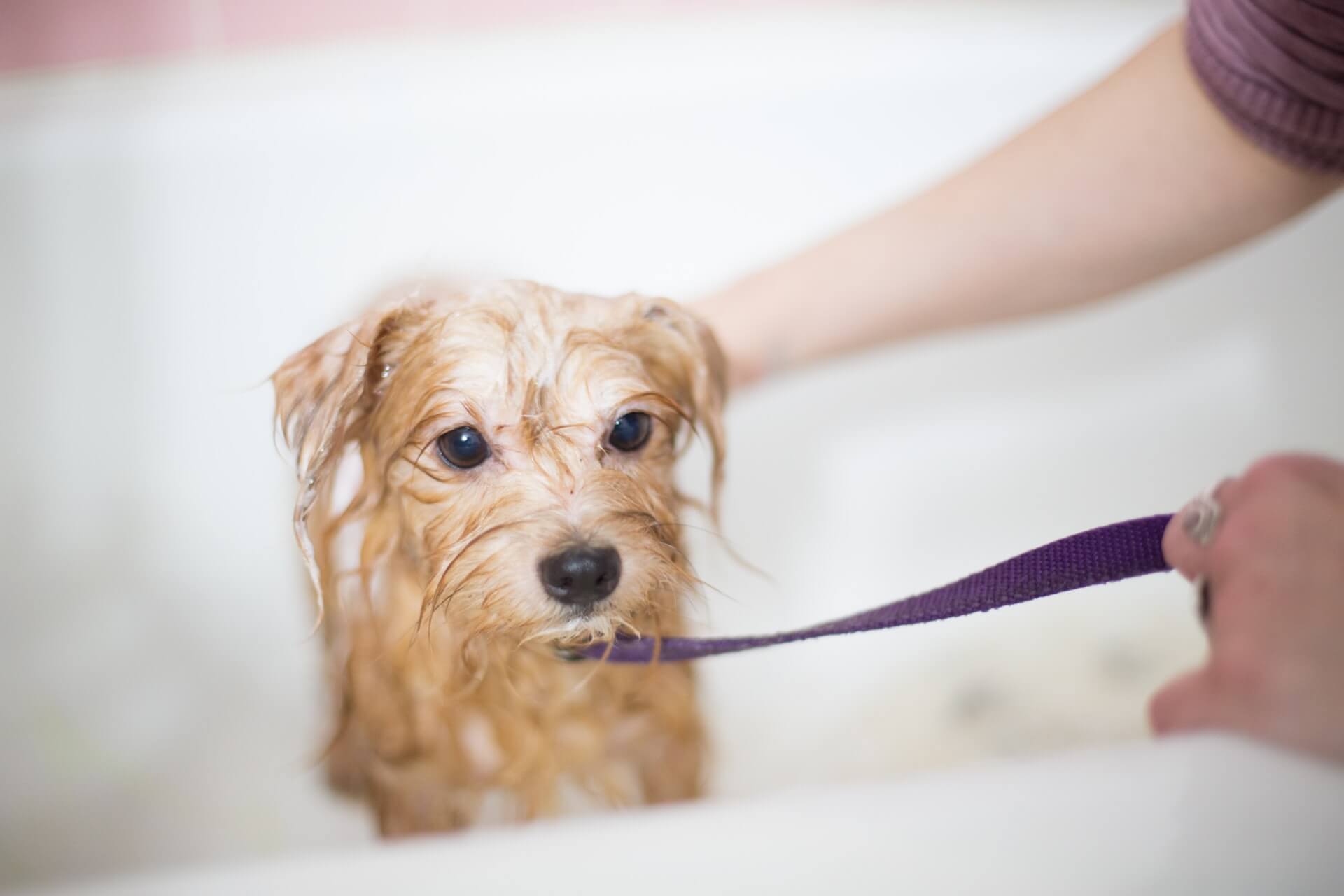 Why Do Dogs Hate Baths & How to Convince Them It's Not So Bad