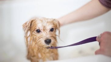 why do dogs hate baths