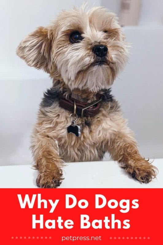 Why Do Dogs Hate Baths & How to Convince Them It's Not So Bad