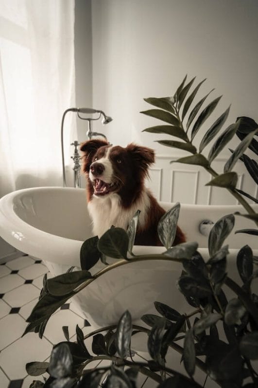 Why Do Dogs Hate Baths & How to Convince Them It's Not So Bad