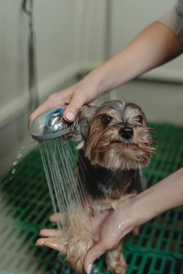 Why Do Dogs Hate Baths & How to Convince Them It's Not So Bad