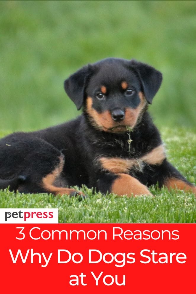 3 Reasons Why Do Dogs Stare at You And How to Interpret it