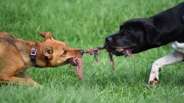 why do dogs like tug of war
