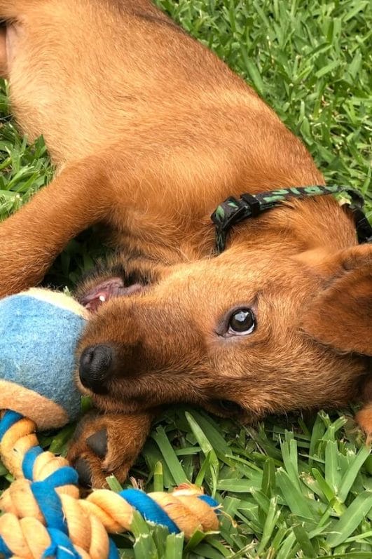 Who’s Winning? 5 Reasons Why Dogs Love Tug of War so Much!