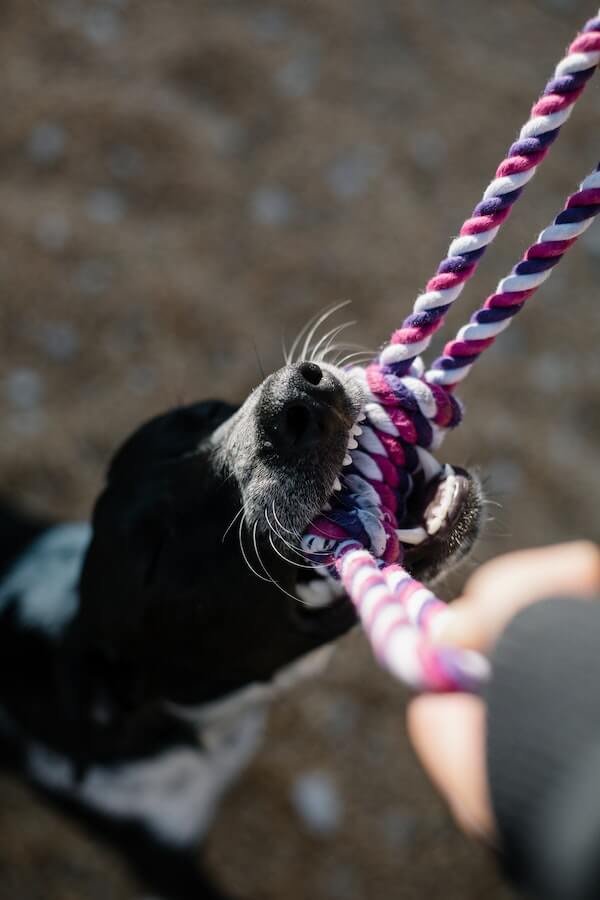 Who’s Winning? 5 Reasons Why Dogs Love Tug of War so Much!