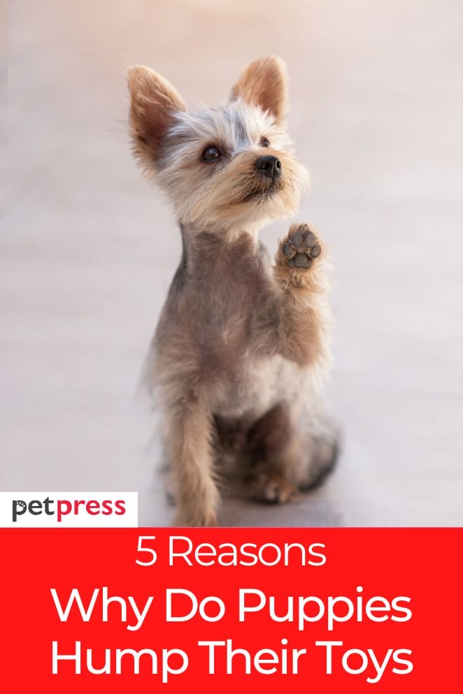 why do puppies hump their toys