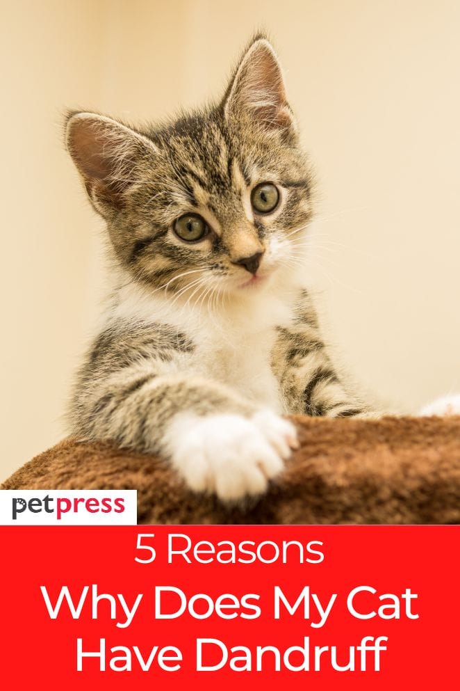 Why Does My Cat Have Dandruff And How to Reduce It