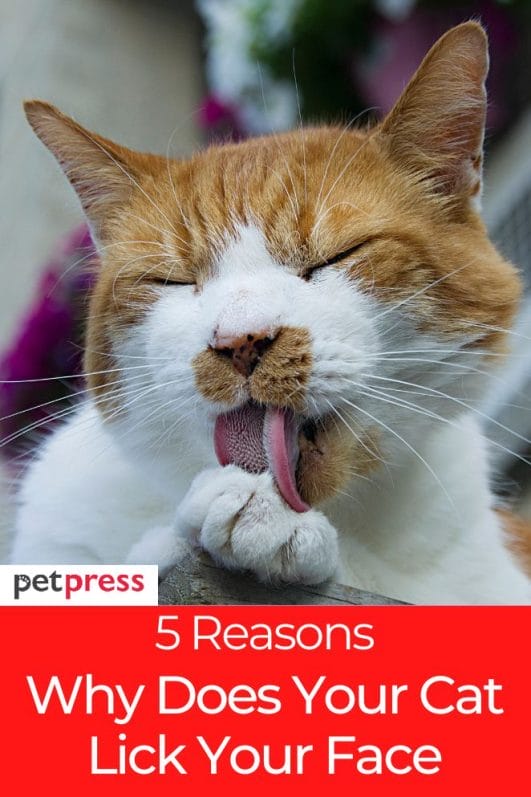 Why Does My Cat Lick My Face? 5 Reasons To Know