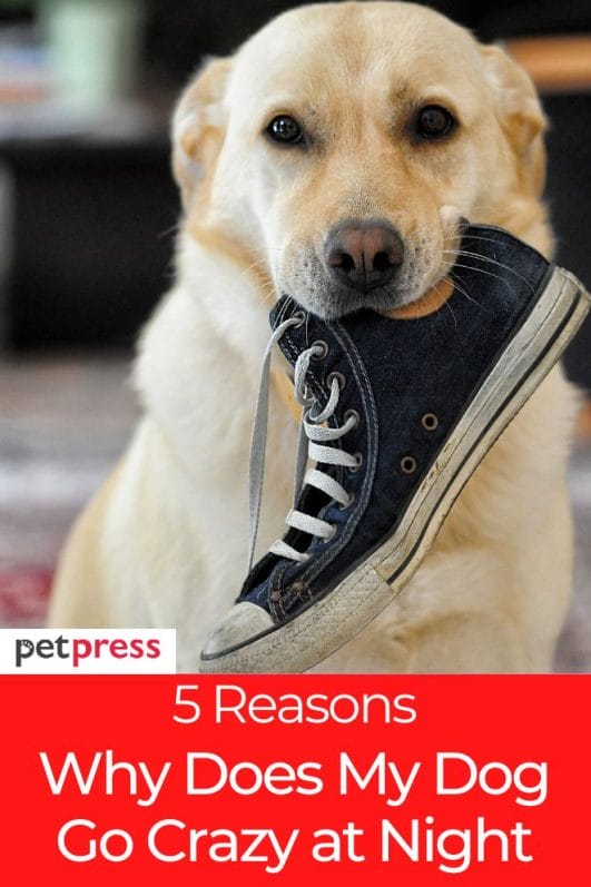 5 Reasons Why Does My Dog Go Crazy at Night And How to Stop