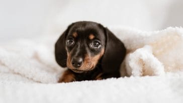 why does my puppy wake up so early