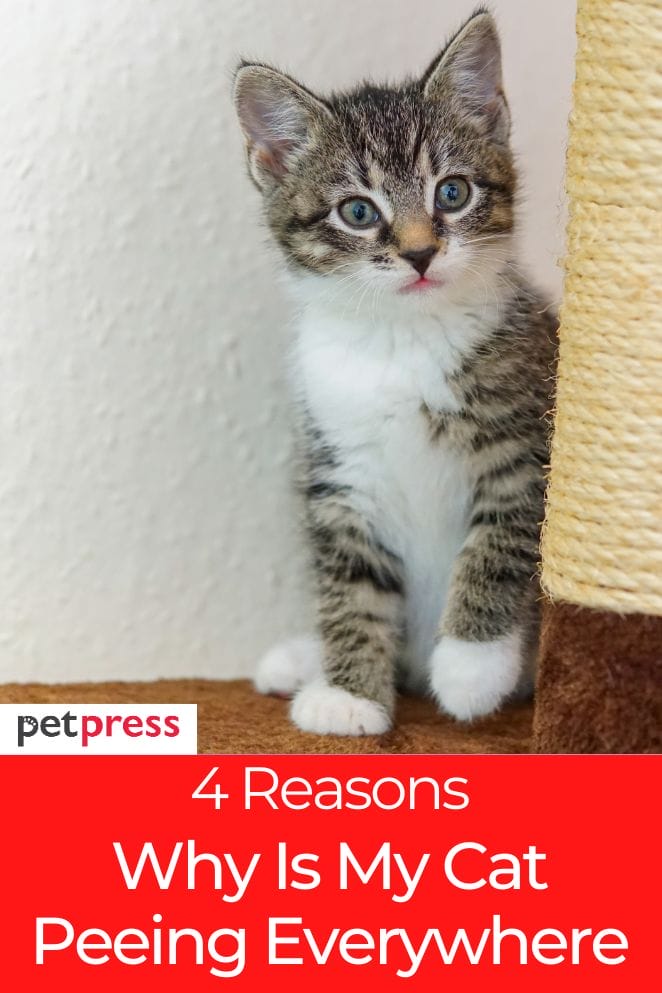 Why Is My Cat Peeing Everywhere? 4 Reasons & Tips To Prevent It