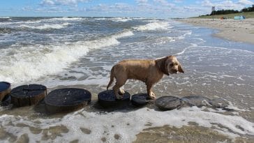 American Water Spaniel