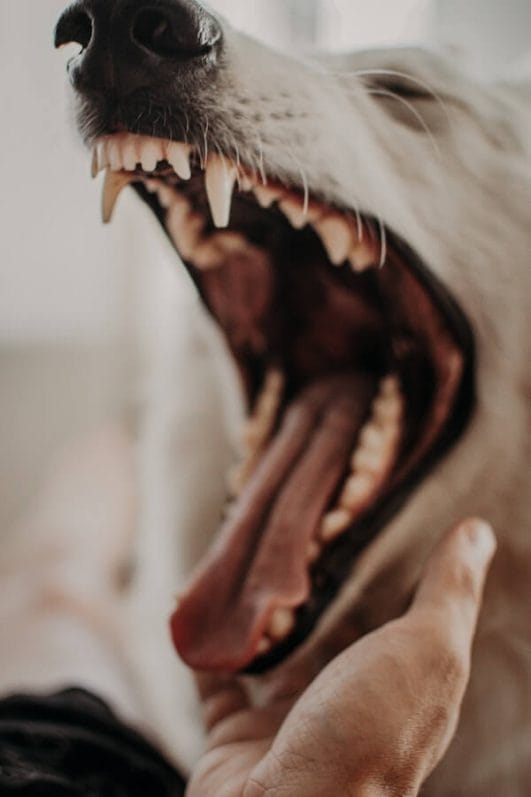 Exploring the Whys of a Dog Sleeping With His Tongue Out