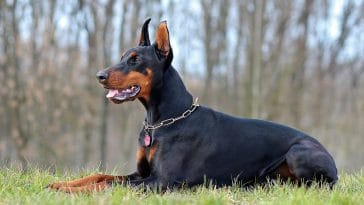 Countries where doberman are restricted or banned