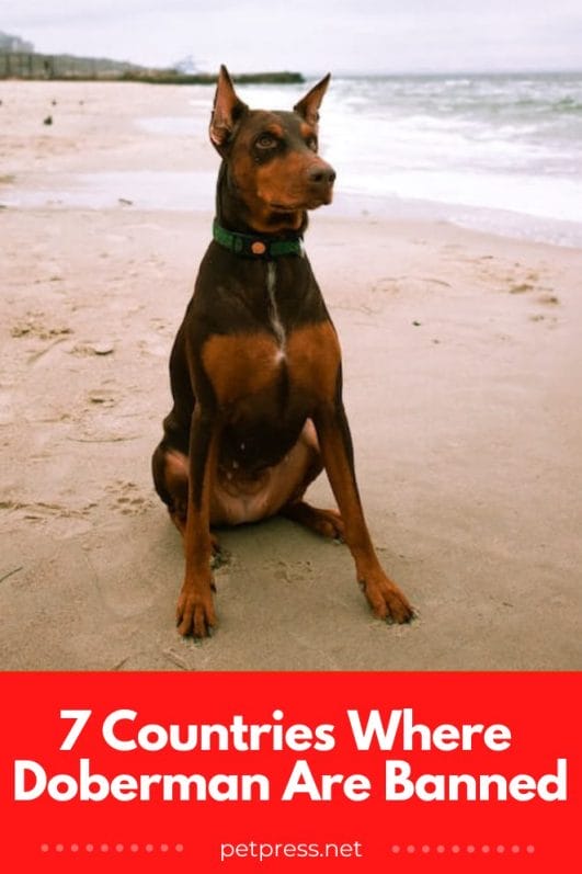 7 Countries Where Dobermans Are Restricted or Banned