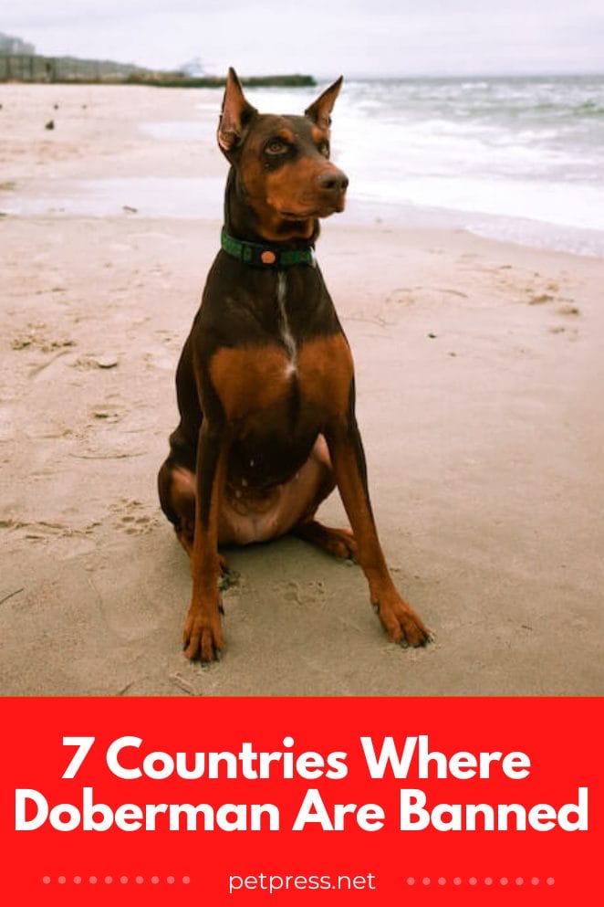 7 Countries Where Dobermans Are Restricted or Banned