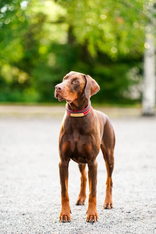 7 Countries Where Dobermans Are Restricted or Banned