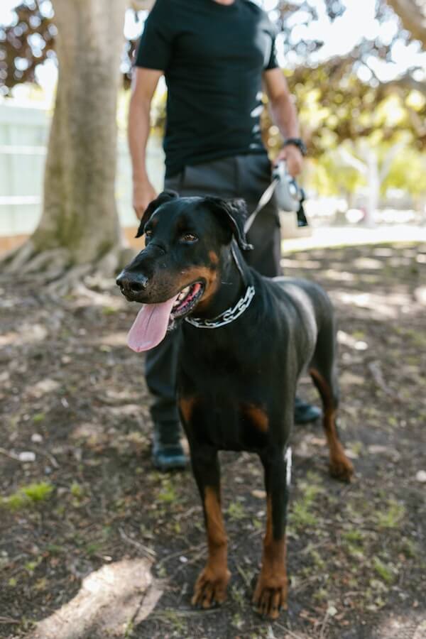 7 Countries Where Dobermans Are Restricted or Banned