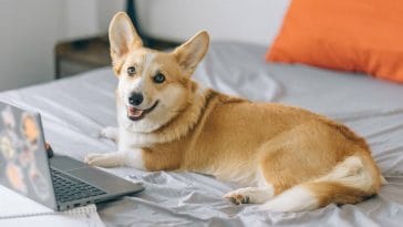 Do corgis bark a lot