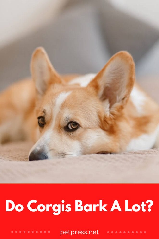 Do Bark A Lot? Understanding The Chatter