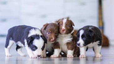 Do puppies get growing pains