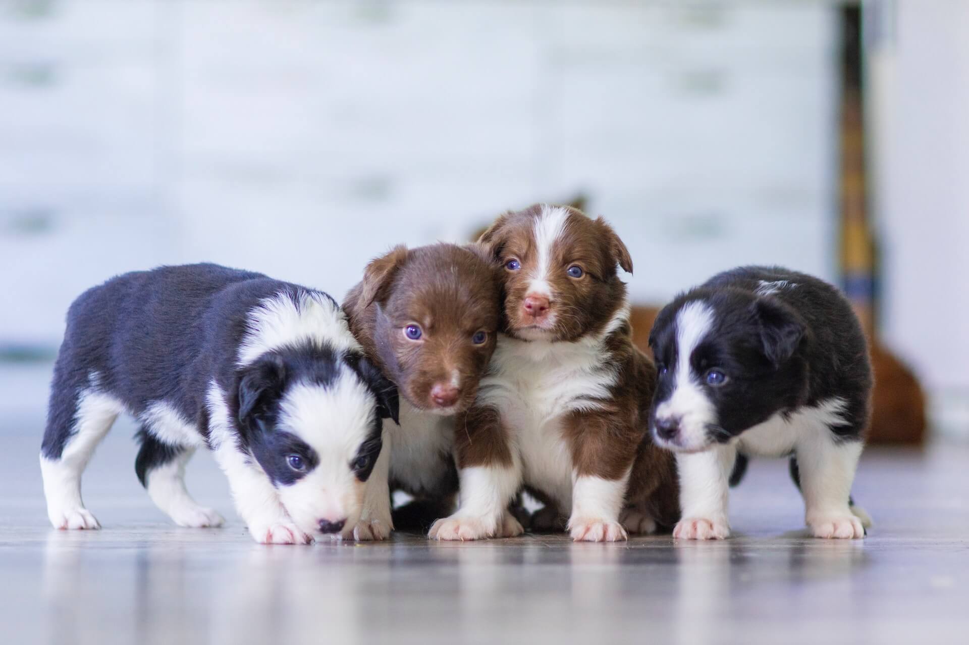 Growing Pains? What to Expect When Your Puppy Grows Up