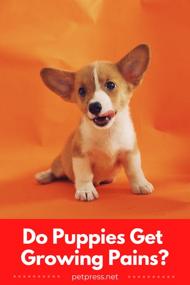 Growing Pains? What to Expect When Your Puppy Grows Up