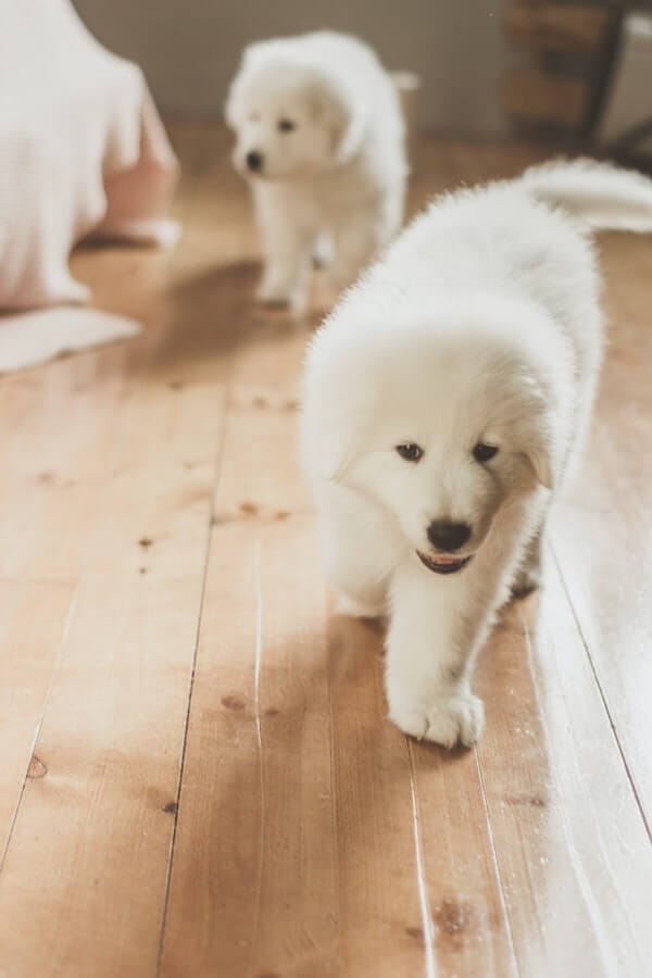 Growing Pains? What to Expect When Your Puppy Grows Up