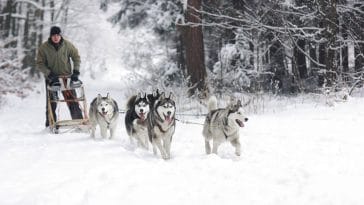 Facts about sled dogs