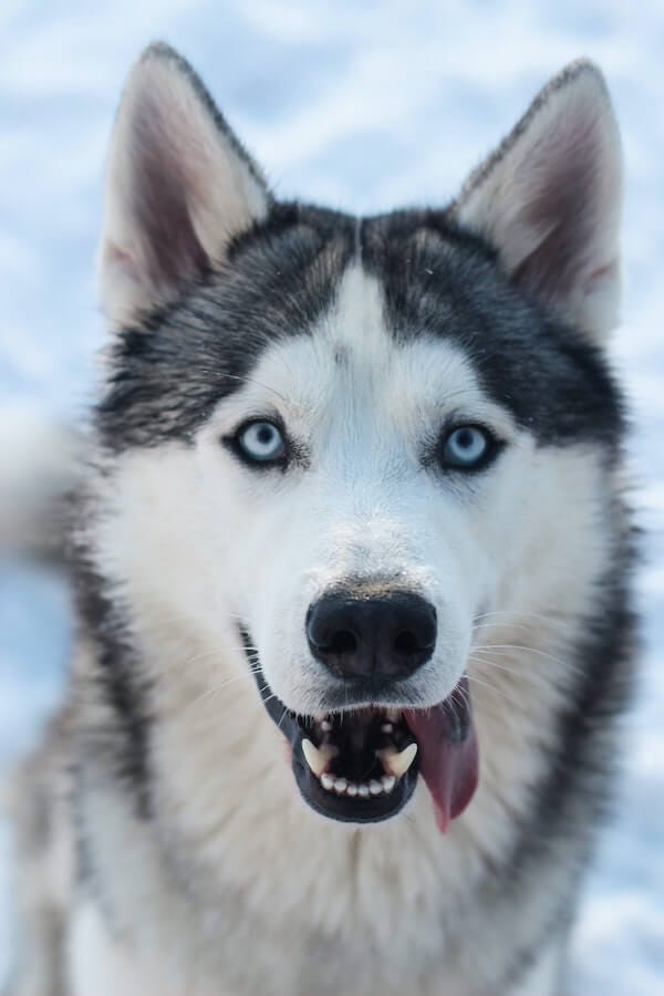 9 Unbelievable Facts About Sled Dogs That Will Blow Your Mind!