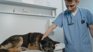 How to keep your dog calm after surgery