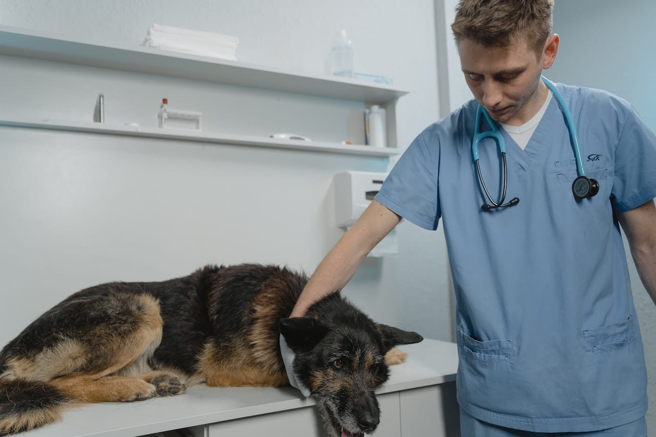 10 Tips on How to Keep Your Dog Calm After Surgery