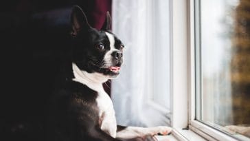 How to keep your dog happy while you're at work