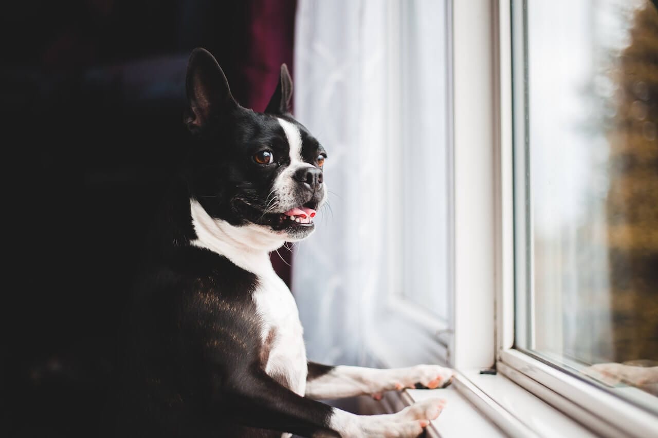 9 Brilliant Ways to Keep Your Dog Happy While You're at Work
