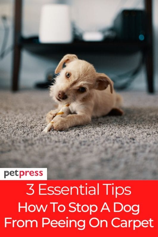 3 Essential Tips on How To Stop A Dog From Peeing On Carpet