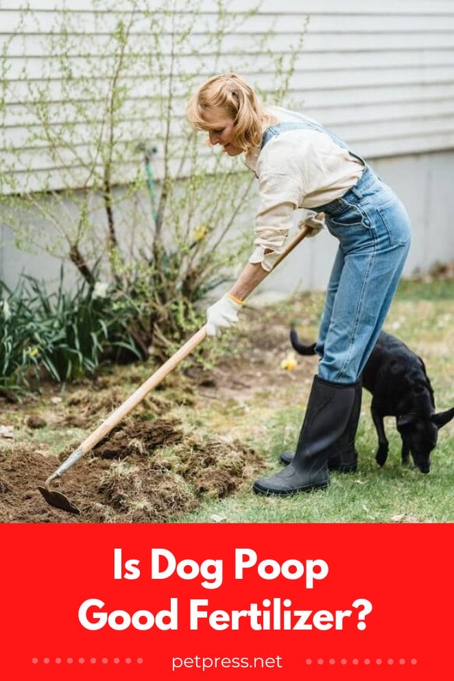 The Scoop on Poop Is Dog Poop Good Fertilizer?