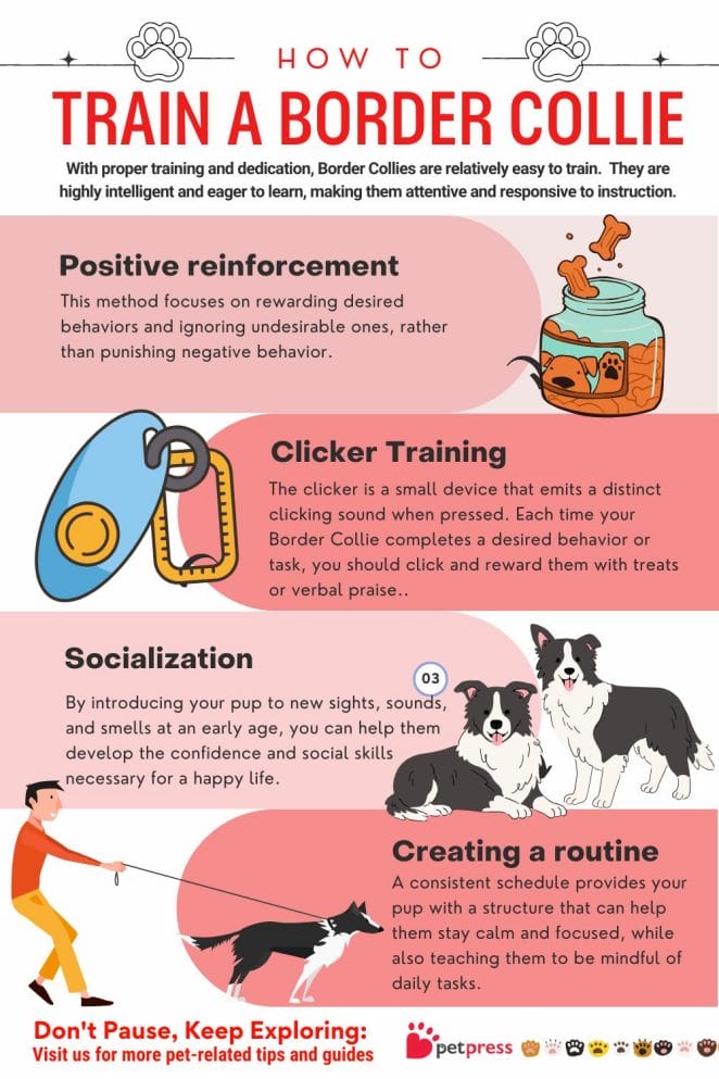 A Guide for Beginners: 4 Tips on How to Train a Border Collie