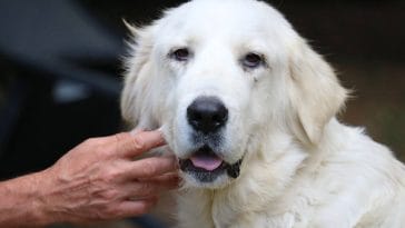 Remedies for dog dandruff