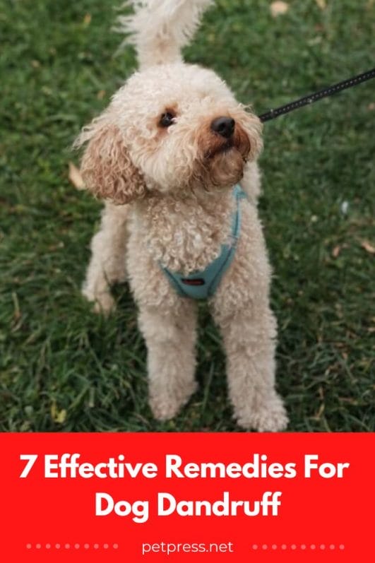 Say Goodbye to Dog Dandruff With These 7 Effective Remedies