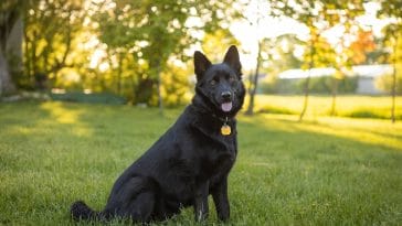 Should you leave your dog outside while at work