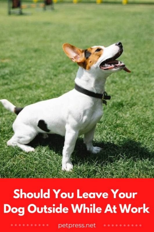 Answered Should You Leave Your Dog Outside While At Work?