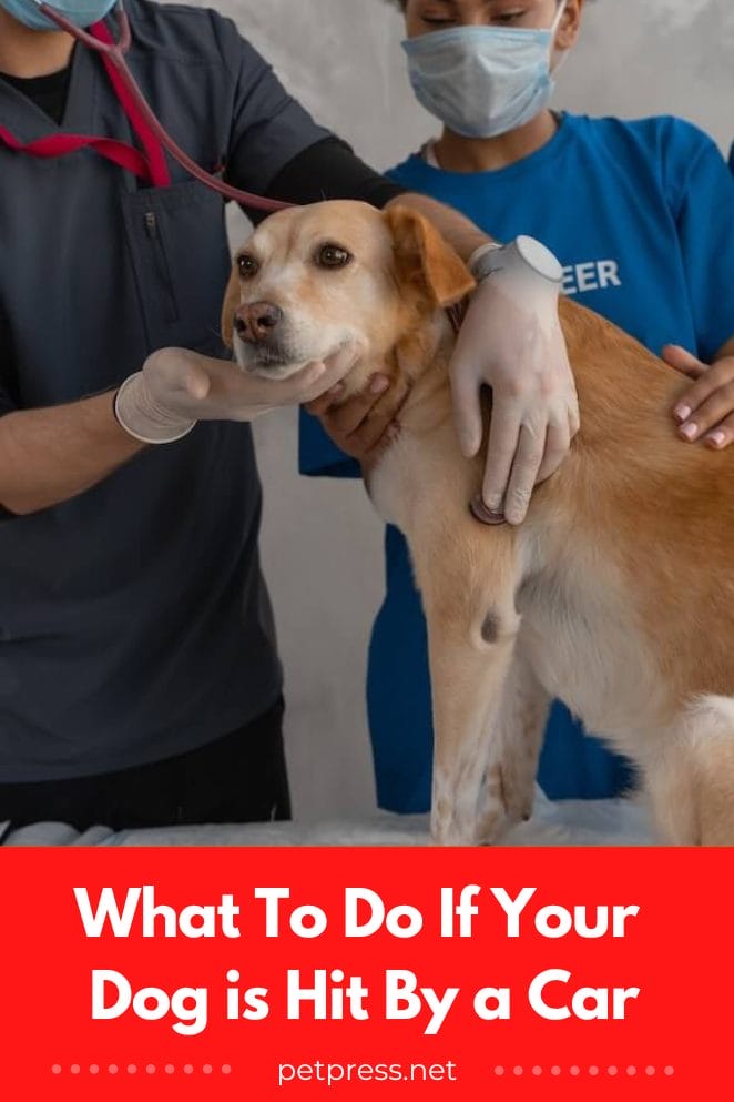 What To Do If Your Dog Gets Hit By a Car Surviving The Scare