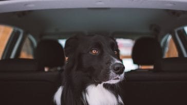 Why are dogs afraid of cars