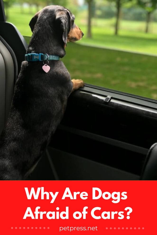 Why Are Dogs Afraid of Cars And What You Can Do to Help!