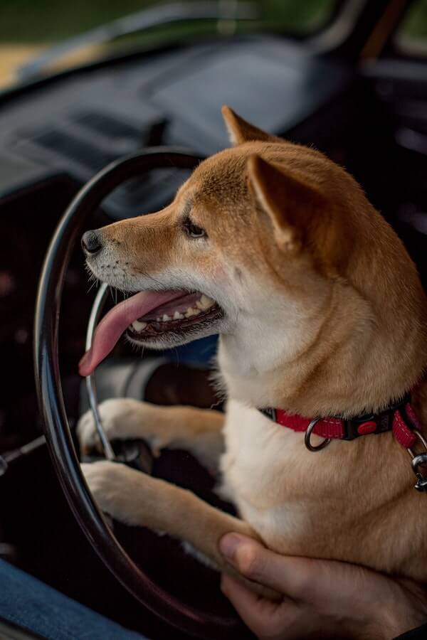 Why Are Dogs Afraid of Cars And What You Can Do to Help!