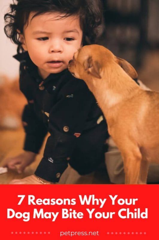 Why Your Dog May Bite Your Child and What You Can Do About It