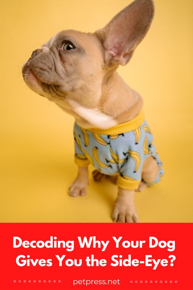 Decoding Why Your Dog Gives You the Side-Eye?