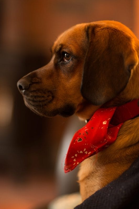 Decoding Why Your Dog Gives You the SideEye?