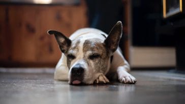 Why does my dog sleep with his tongue out