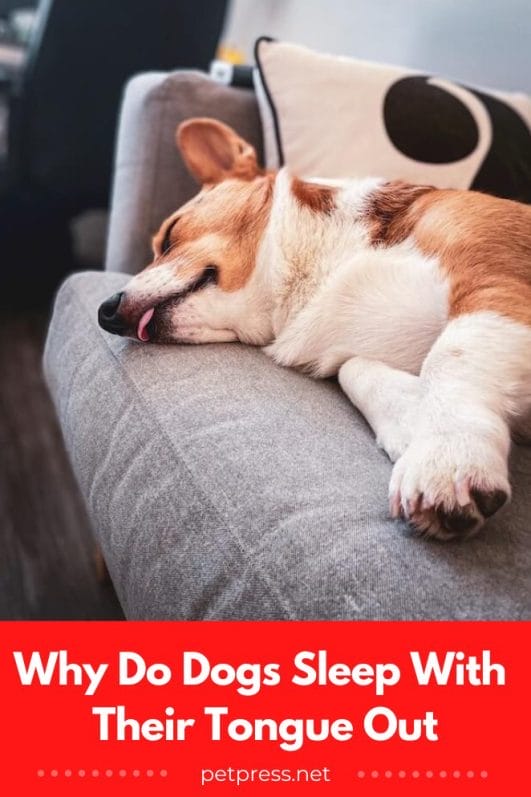 Exploring the Whys of a Dog Sleeping With His Tongue Out